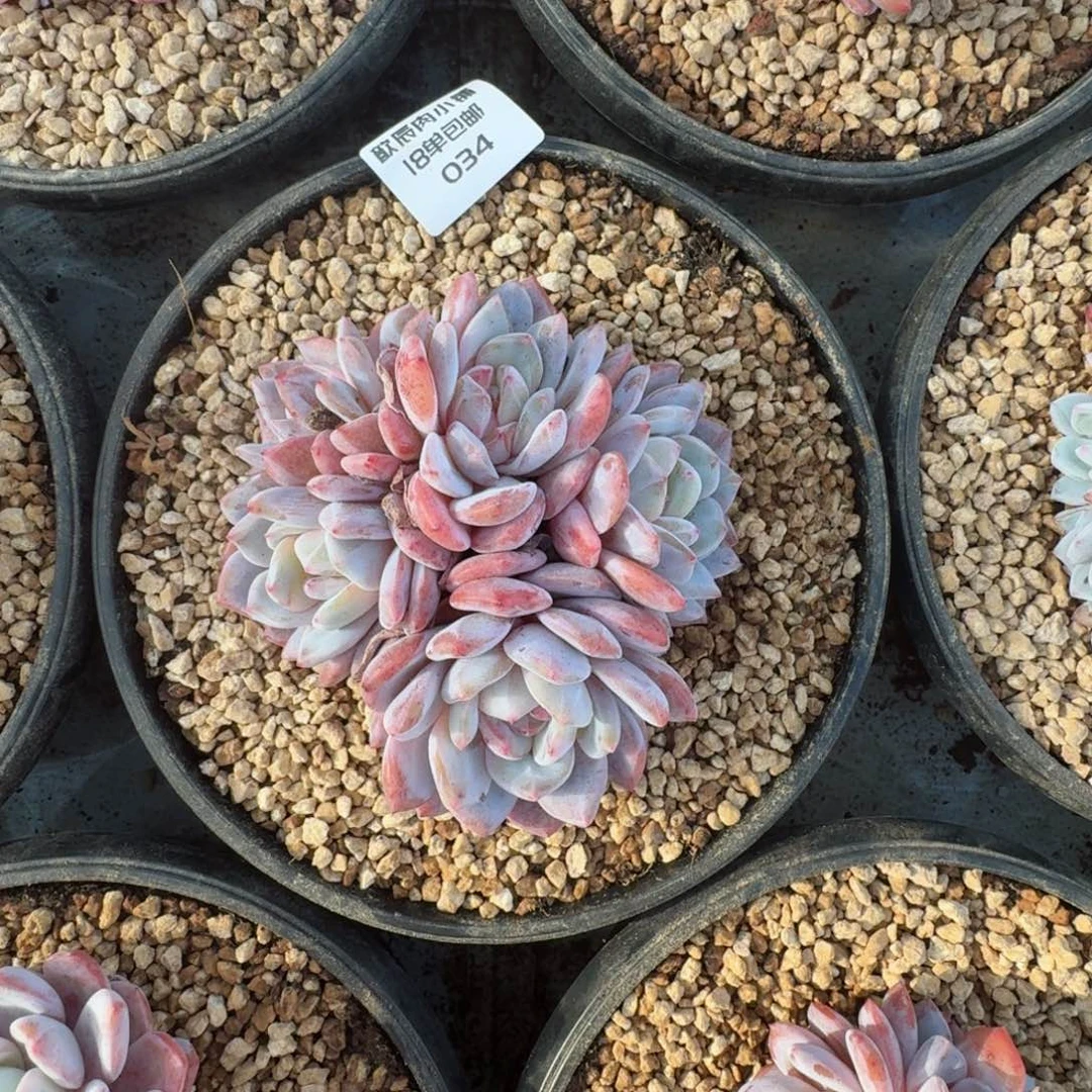 咖***乐仙女姐姐新年快乐034