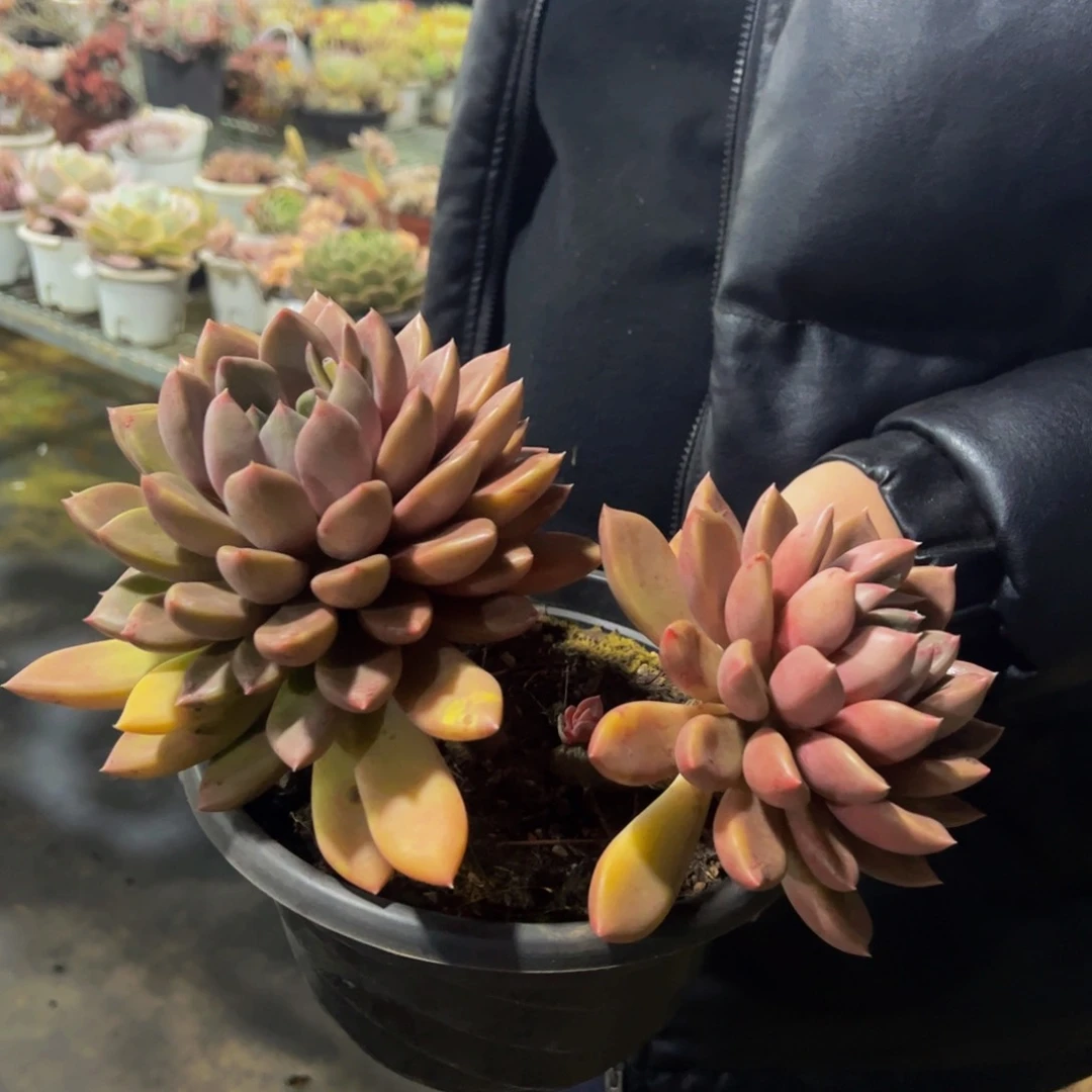 黄金象牙大双头多肉