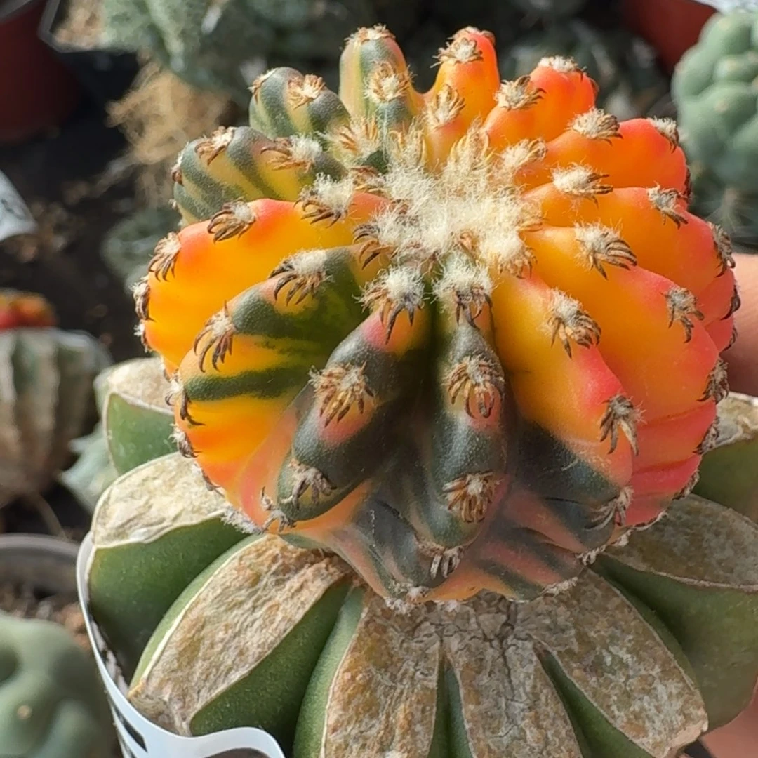 【闪购商品】苗接奇特球花锦959