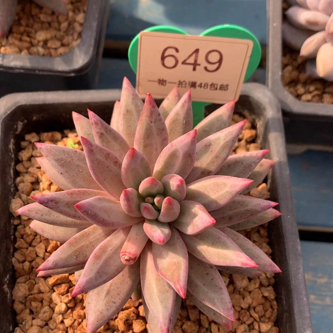 虞美人羽毛纹单头649