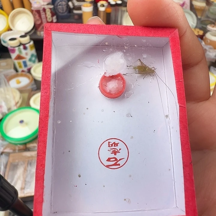 蟋蟀全品石志明大黄蛉……