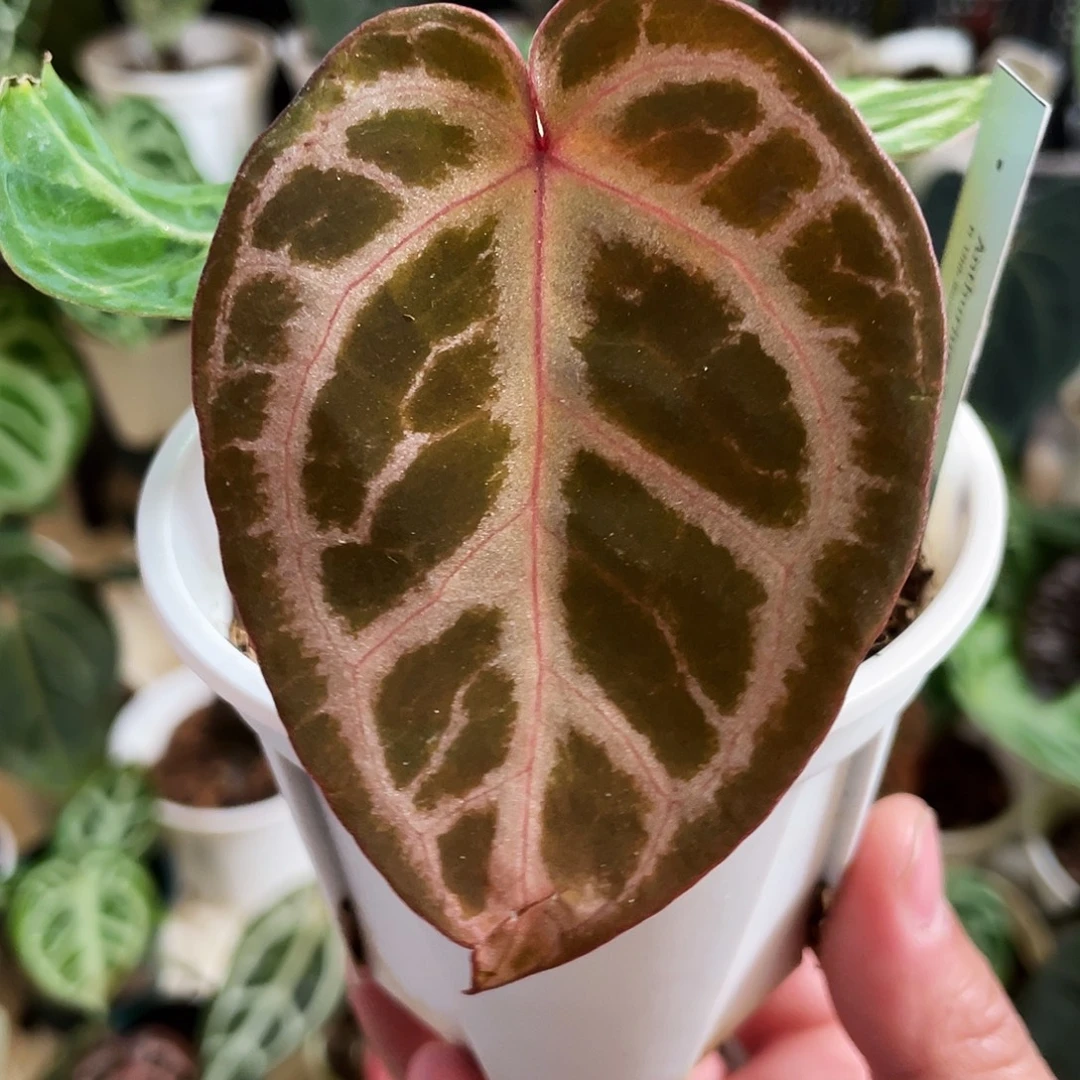 完全开放进口红虎