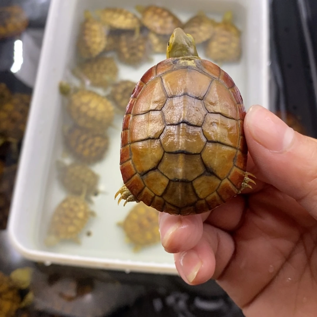 一***母宠物龟背甲5.4厘米背甲缺口