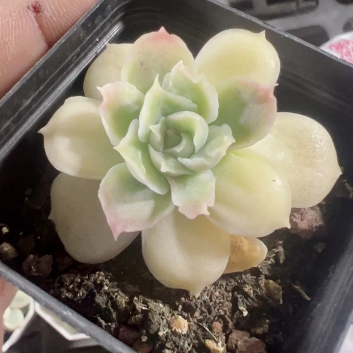 水晶虾饺精品多肉植物