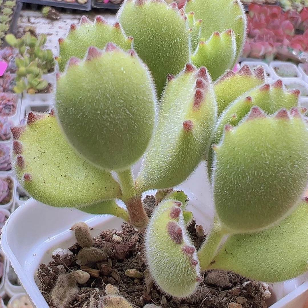 熊童子脱土发货19包邮