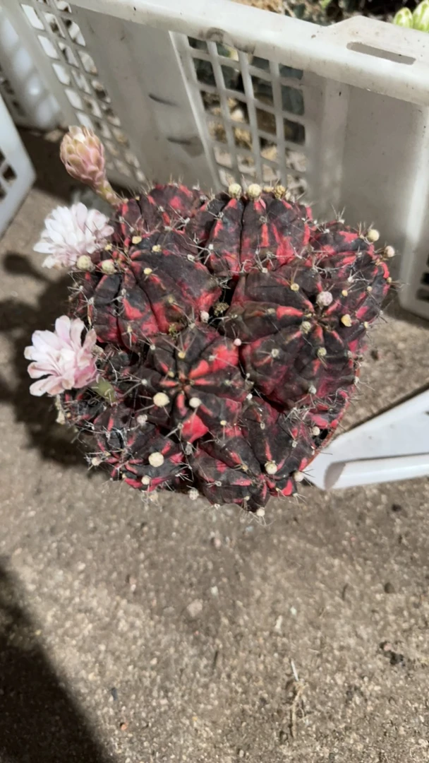 一行园艺【多头光辉】