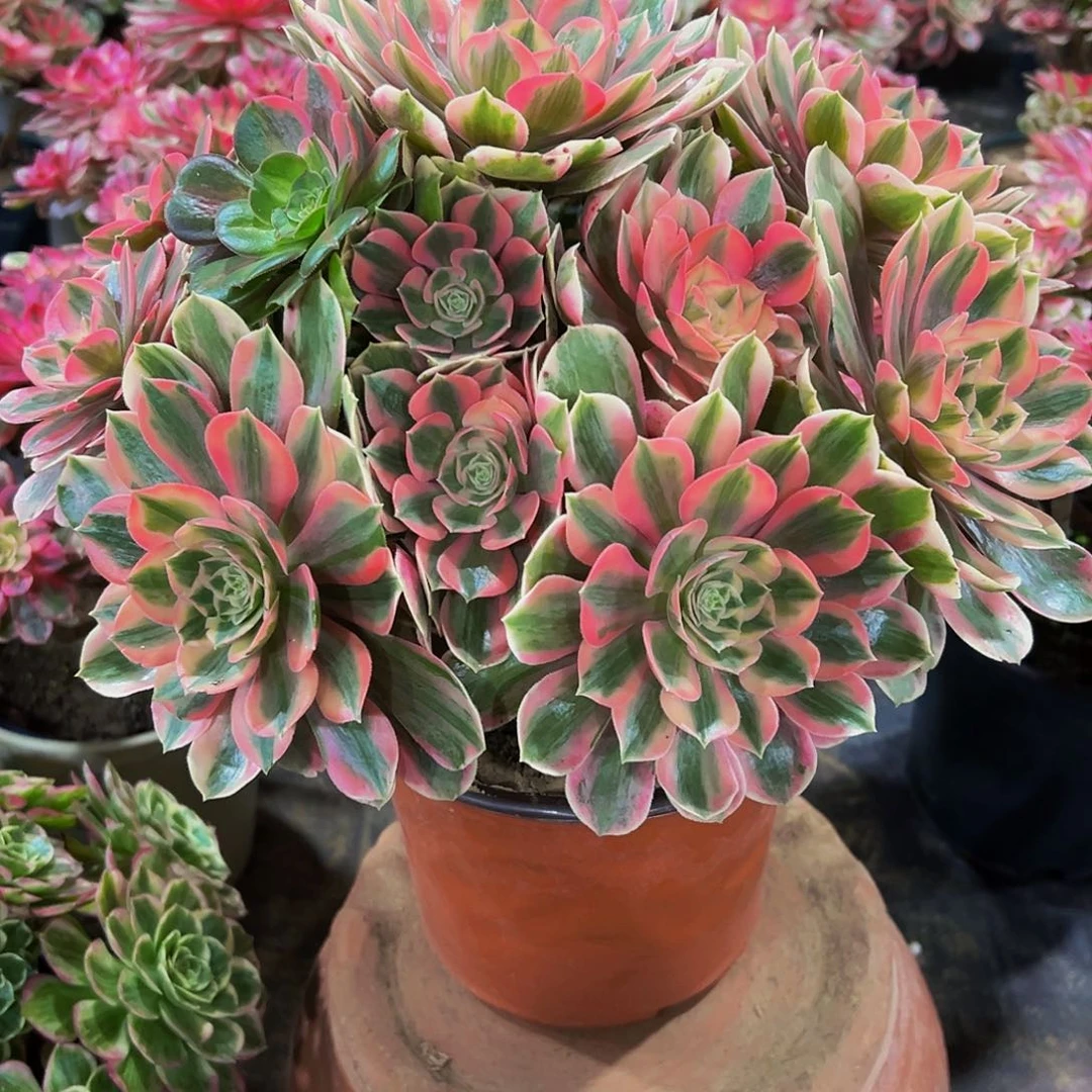 老庄妖月法师68.8