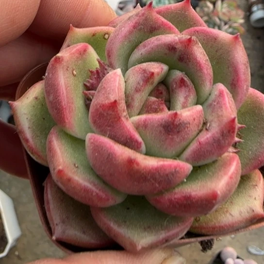 159水晶玫瑰多肉植物多