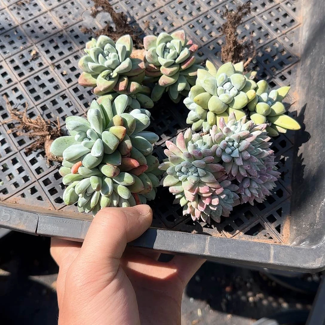 ?****?仙女杯多肉盲盒4个