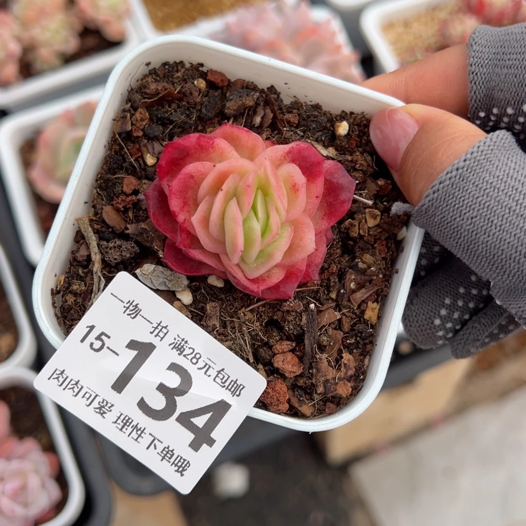 冰玫瑰多肉多肉多肉多肉