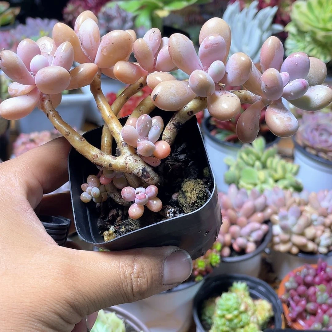 味***脖桃蛋小老桩带盆发货