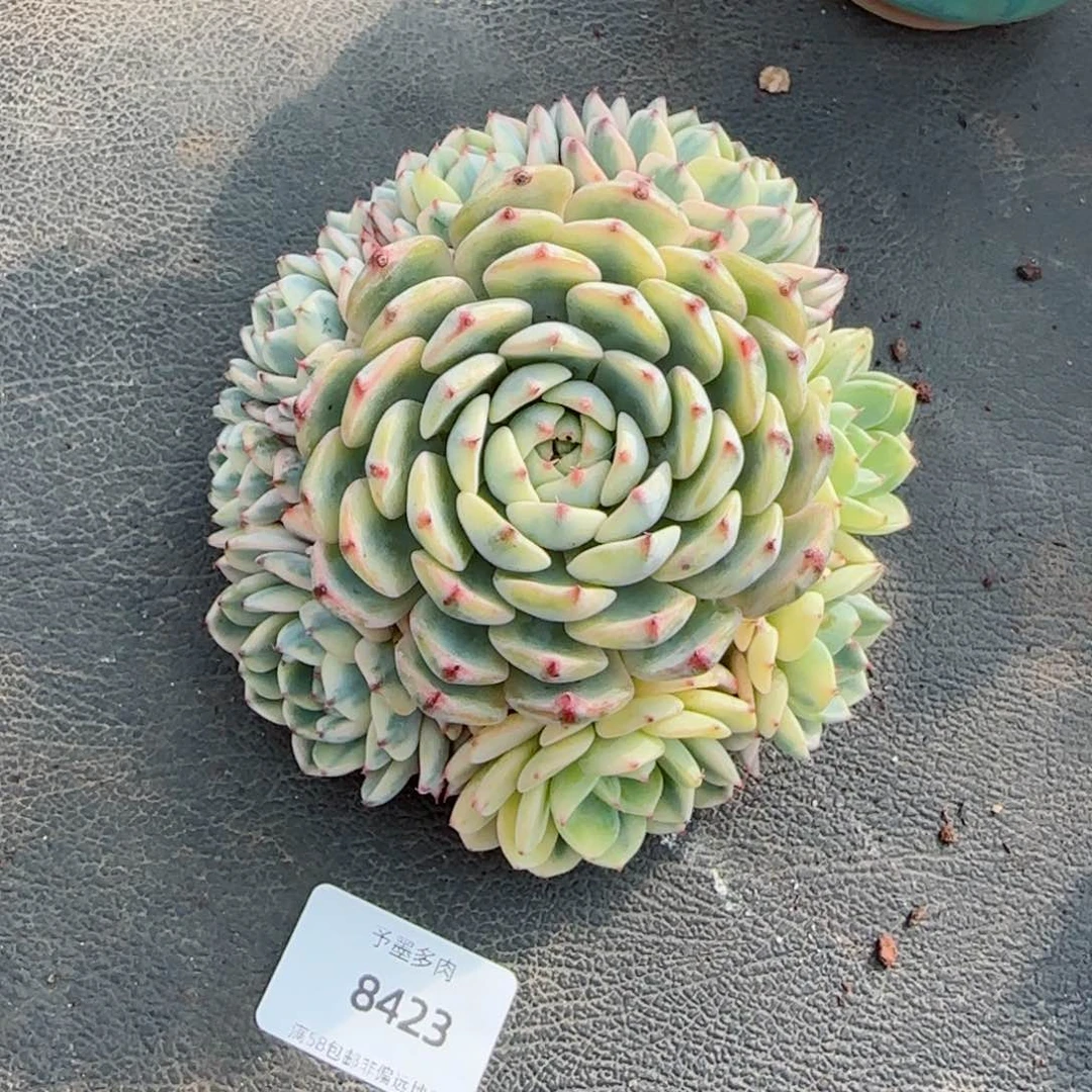 姬莲锦捧花，8423多肉植物