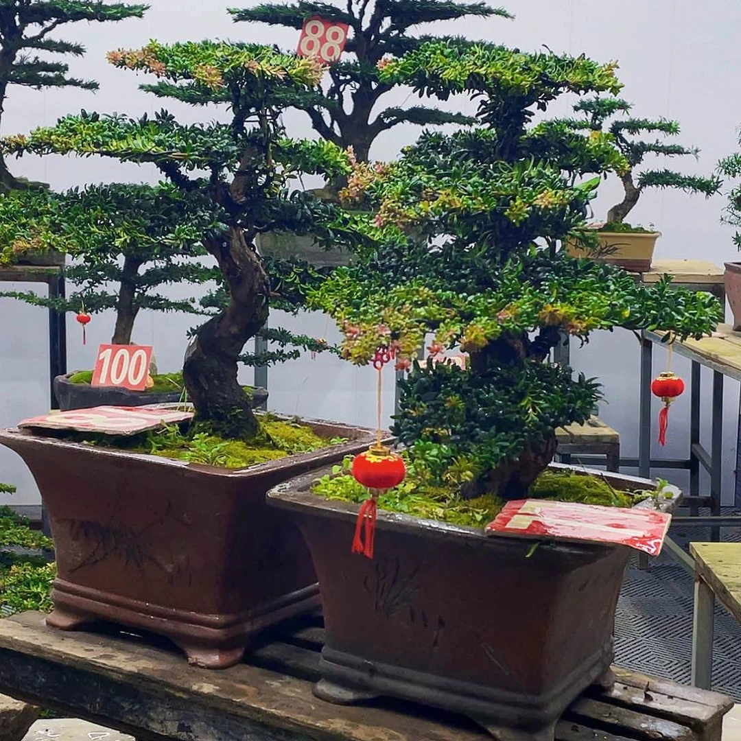 无花朵罗汉松红芽