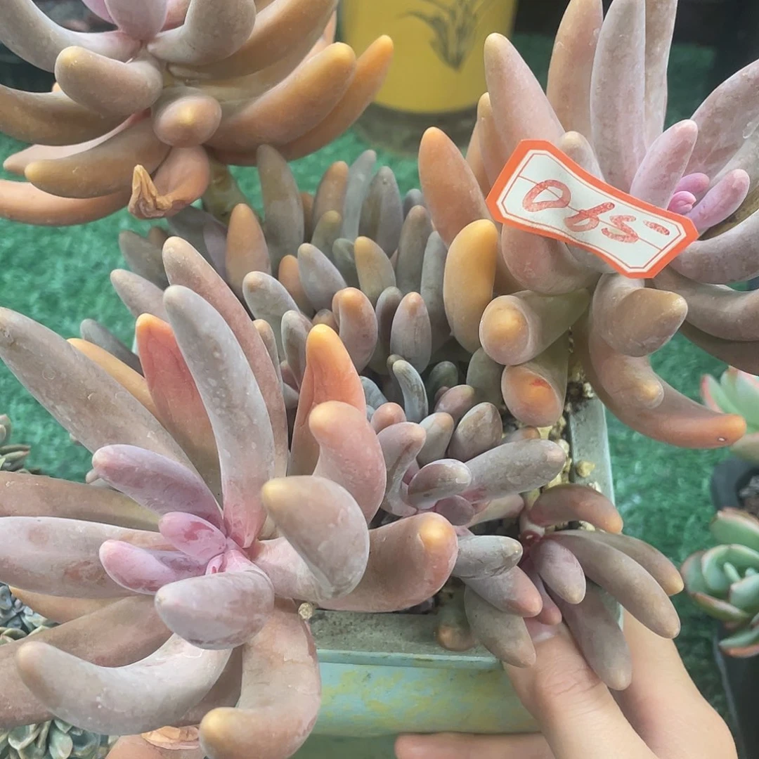 065一物一哟拍体魄