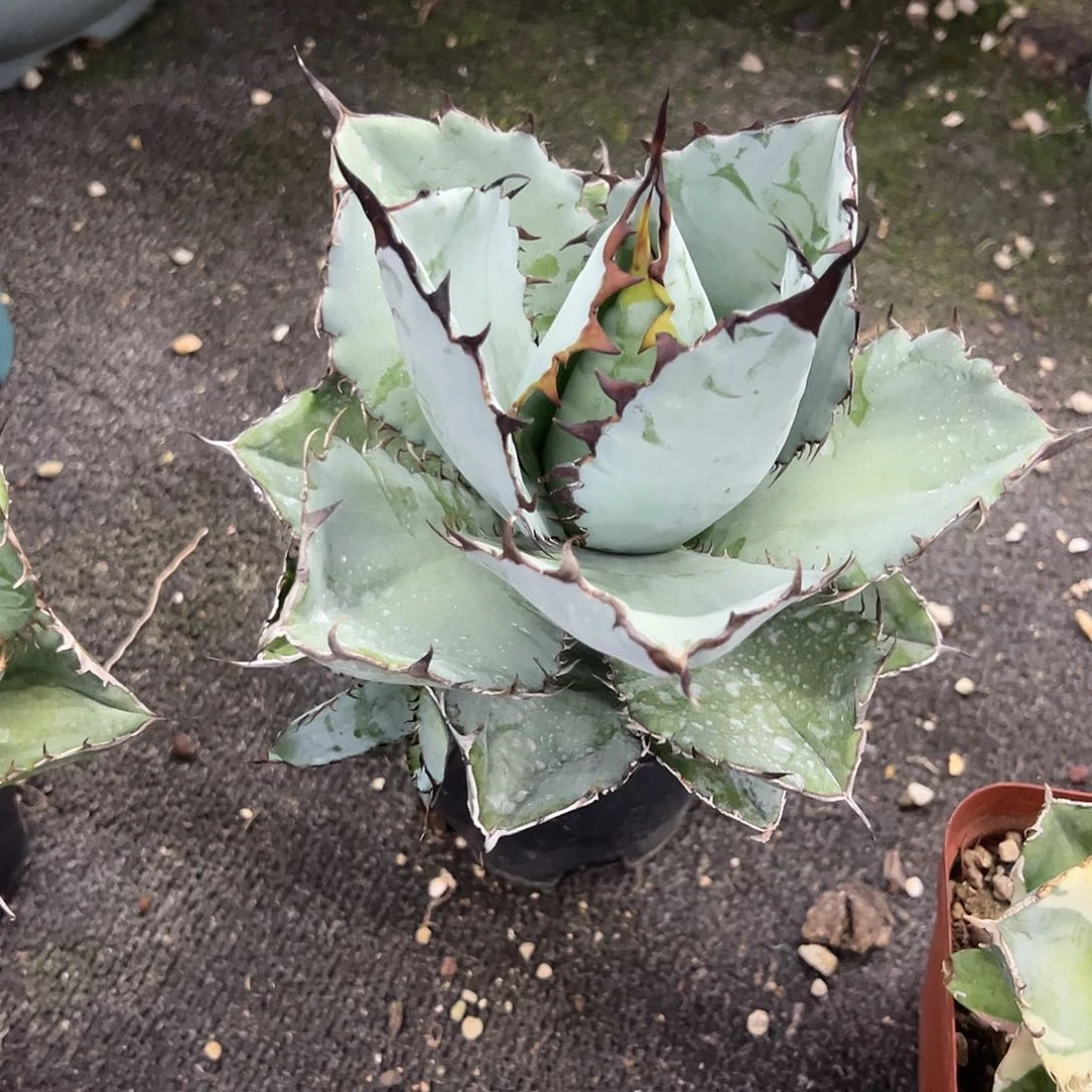 蓝鲸仁王冠大龙舌兰植物