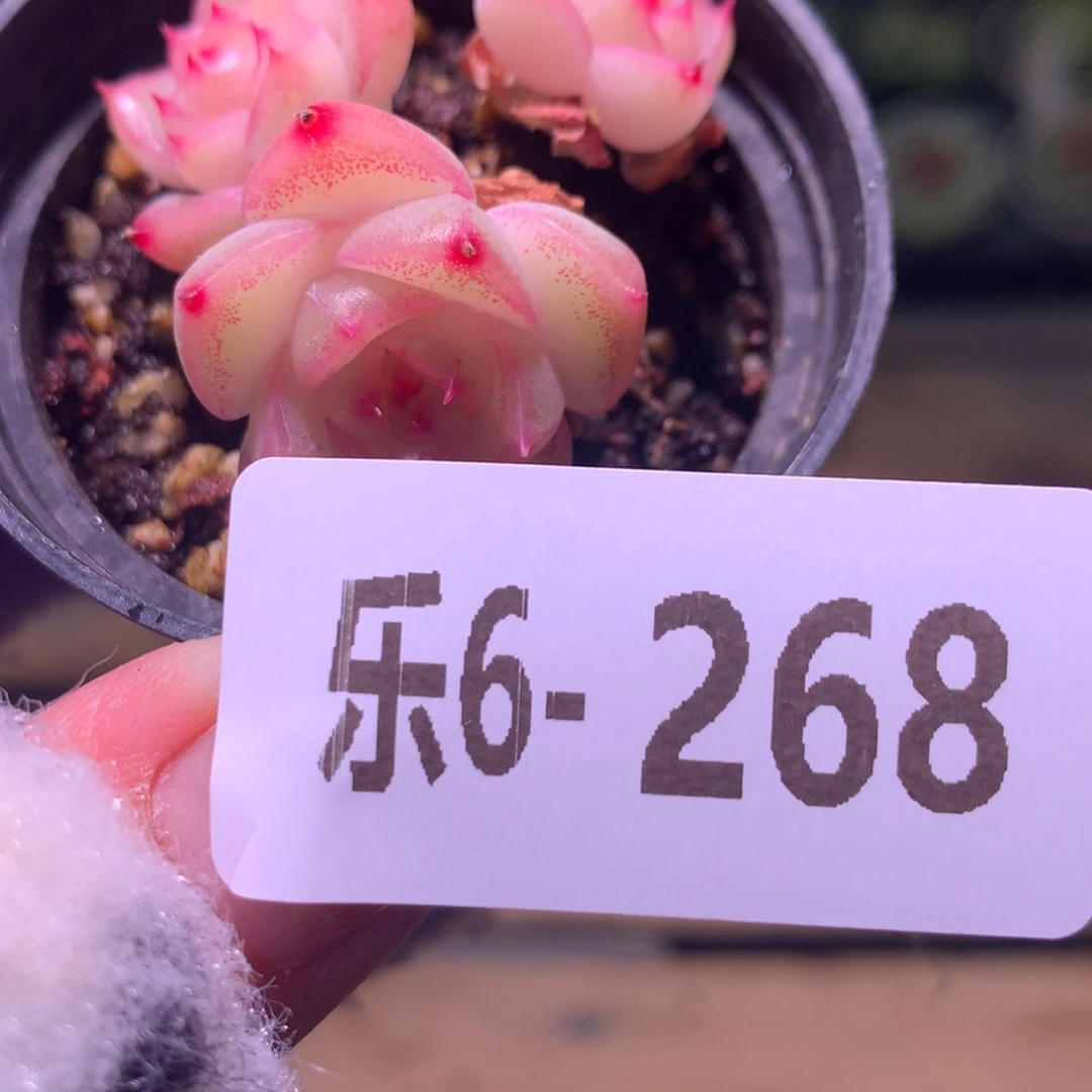 乐然 6-268 麦秆群 不包整