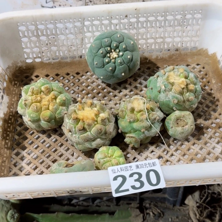 福利落地一筐230