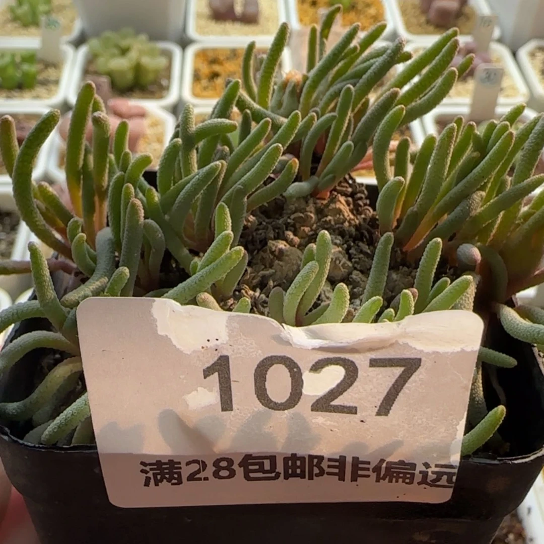 【闪购商品】1027