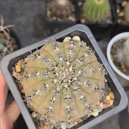 实生黑刺凤头直径7.5带盆土