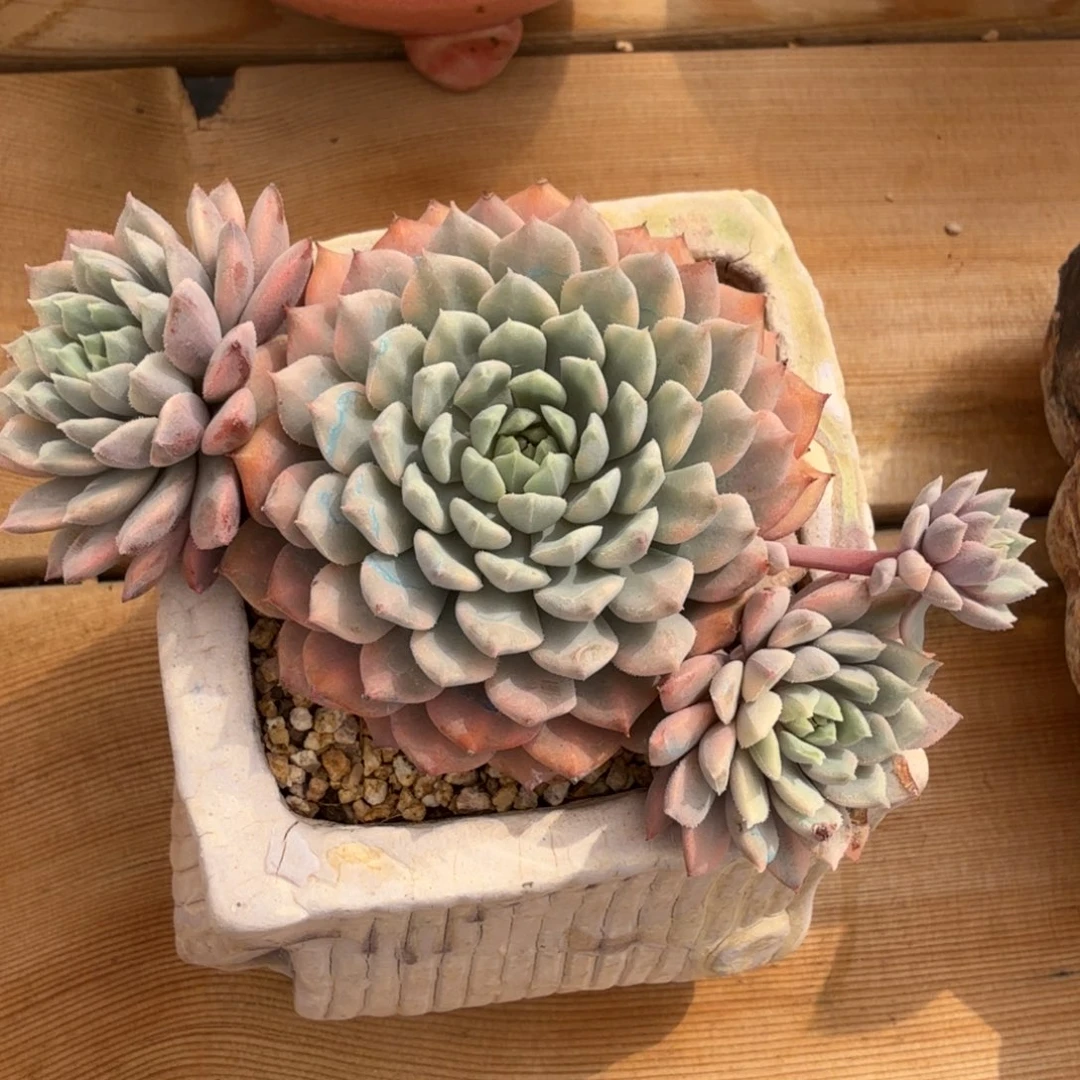 小红衣 安吉园艺锦锦