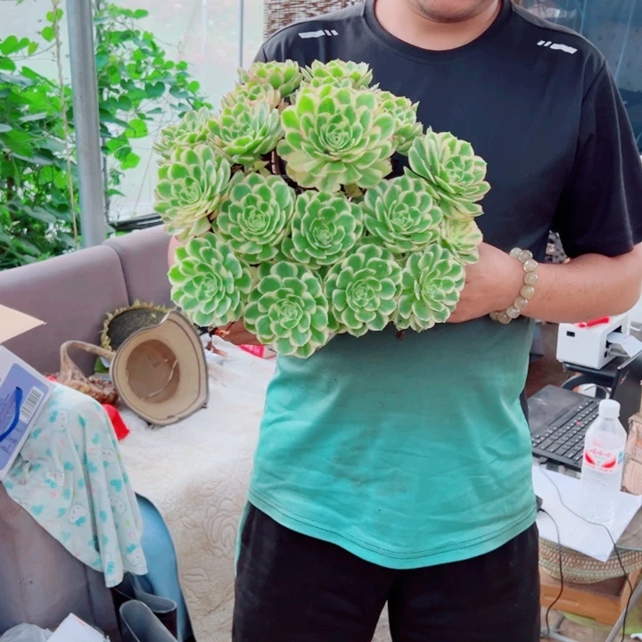 大颗海王多肉法师