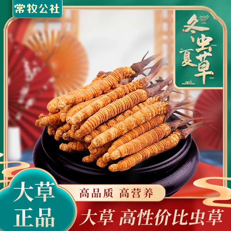 【扎西家】2025冬虫夏草2-2.5根/克 50克 虫草皇 滋补养生头茬足干