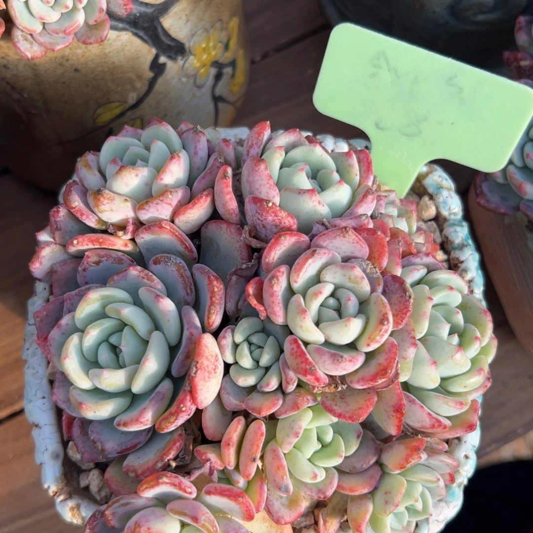 千山雪1111111111111111