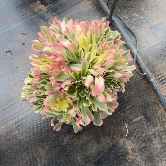 皱叶白凤一颗包邮福利