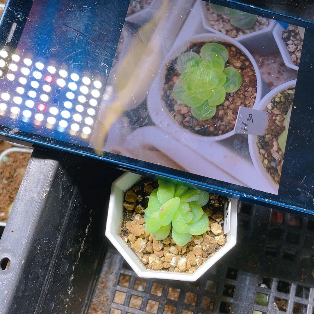 A30珍妮叶子一片满25包邮