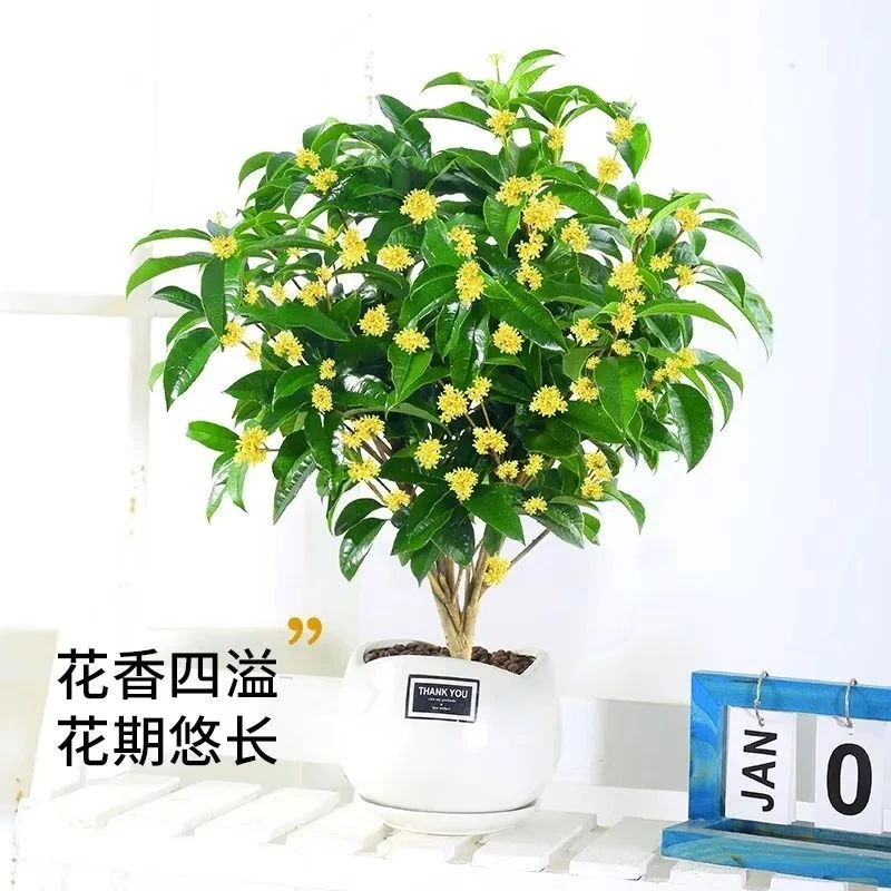 四季桂花盆栽金桂浓香型耐寒花卉室内外庭院阳台绿植好养树苗