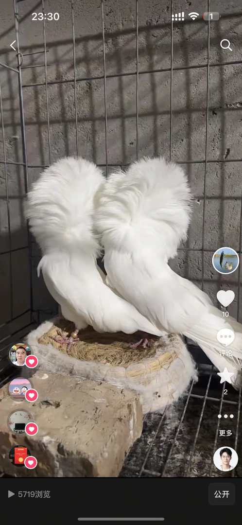 观赏鸽鸽子毛领用品生鲜鸽子毛领鸽1