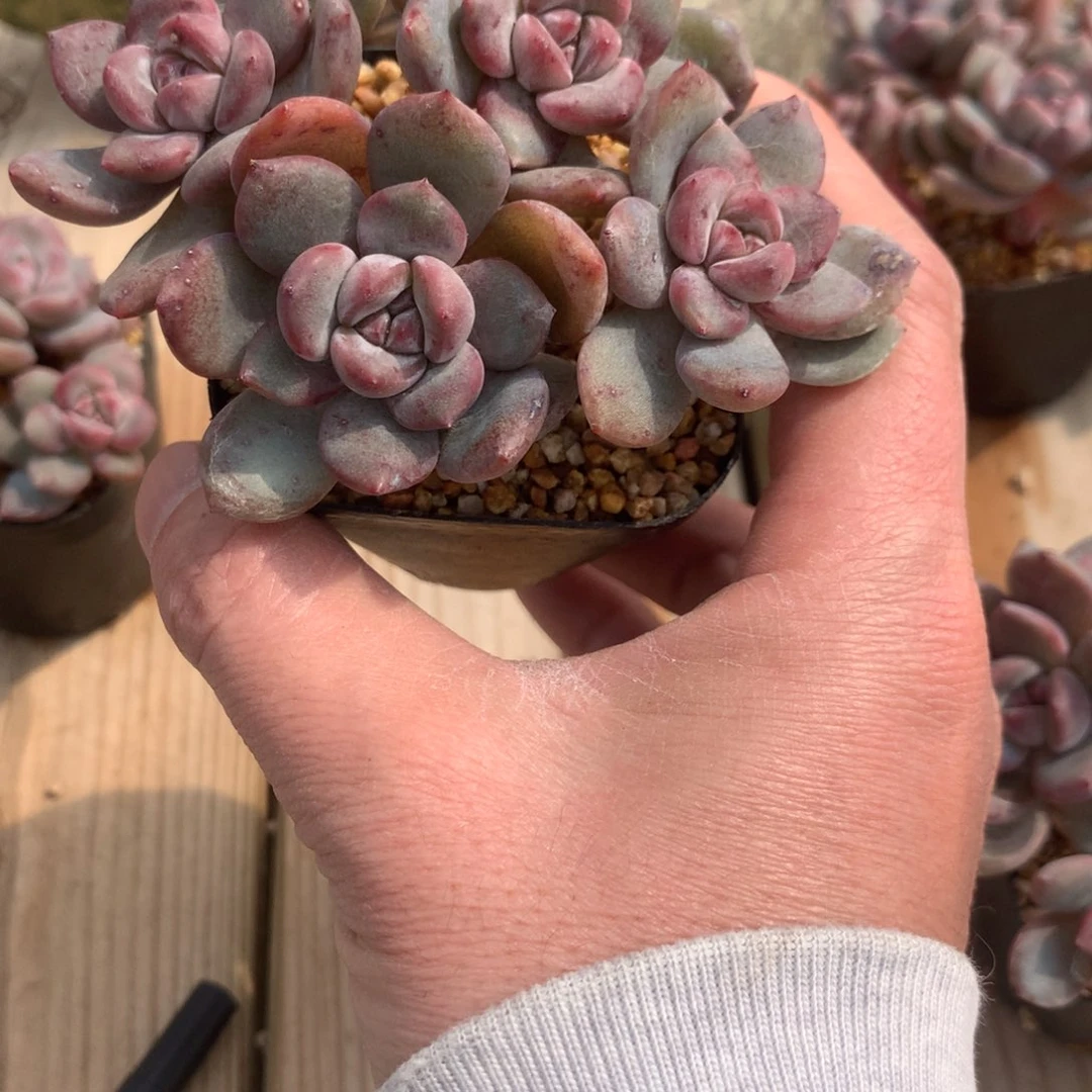 安*安好突尼斯发货多肉