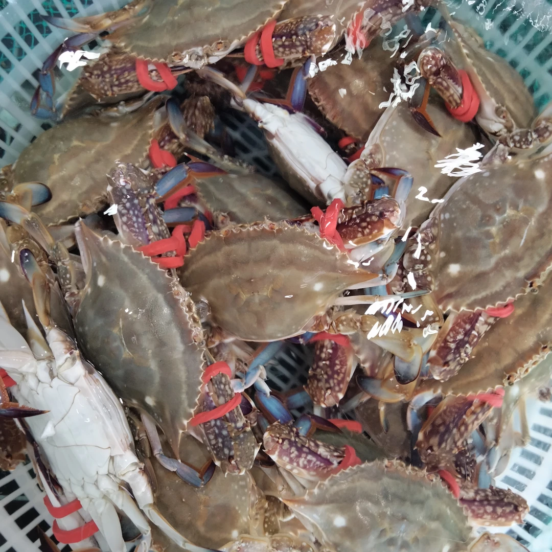 鲜活索子蟹一份88两斤蟹同城配送