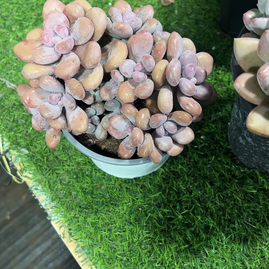 桃蛋群生多肉植物