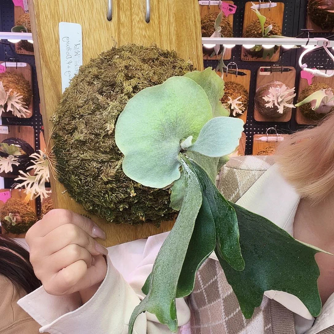 秒 tonkla 丘比特之翼 杜藤 野银