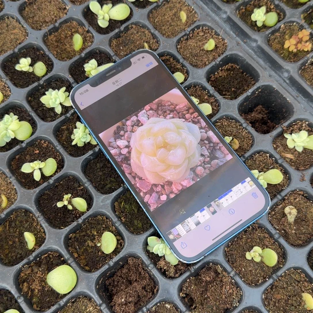 葵财富8 穴一个满25包邮