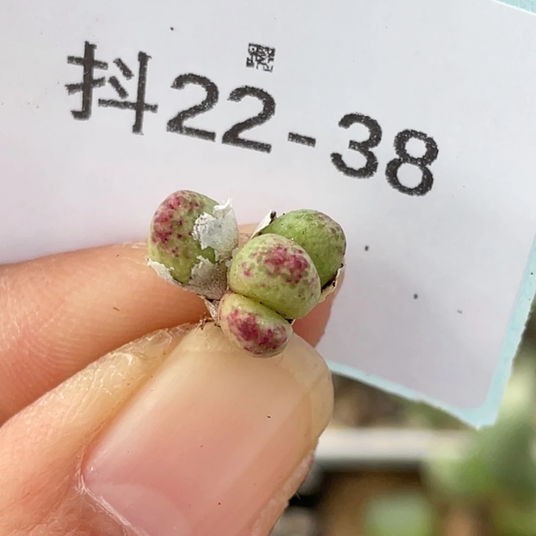 22-38草莓斑马肉锥