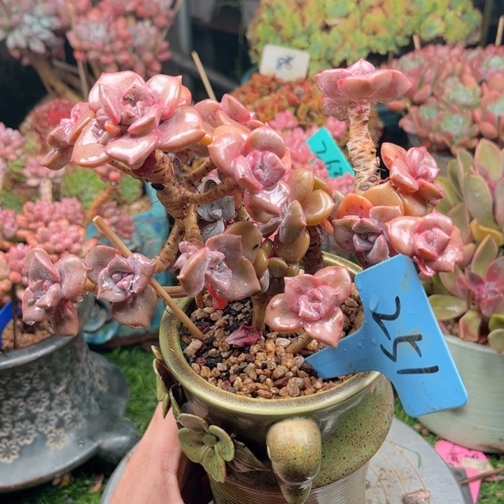 多肉植物一物一拍251