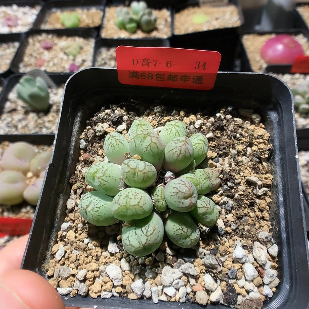 【闪购商品】7-6-34 线纹肉锥 30