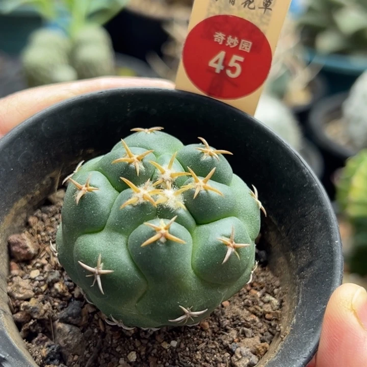 实生獠牙4.1cm一棵仙人球