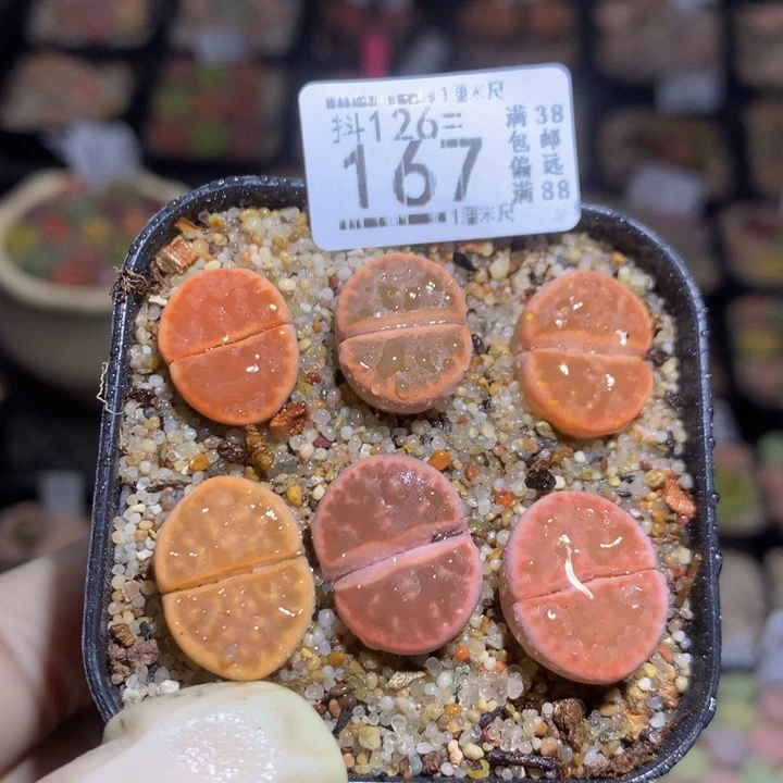 胖*精品生石花126.167