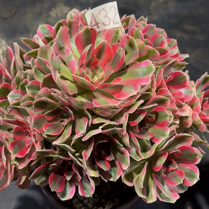 00000000000000432女郎