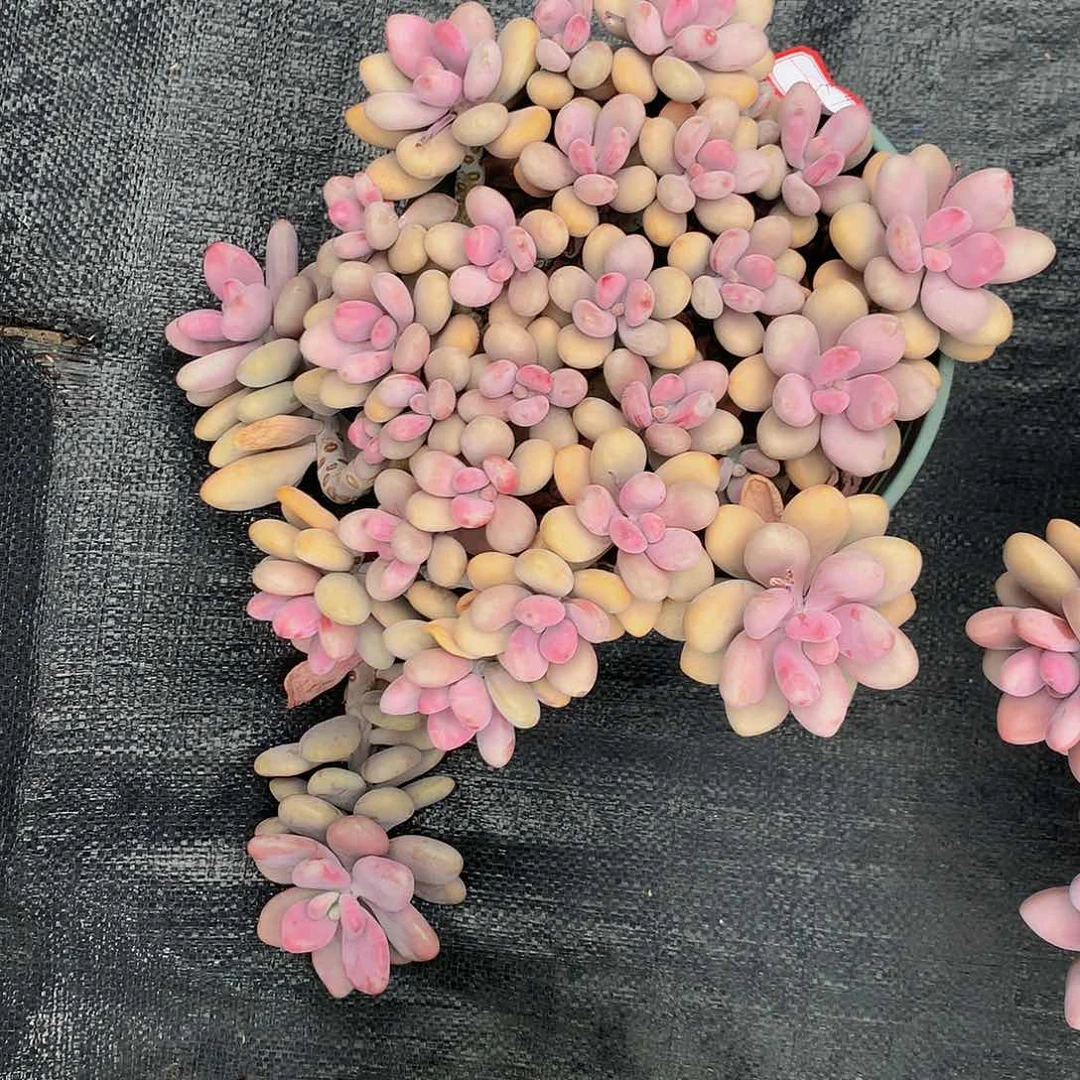 小*桃蛋00000000000