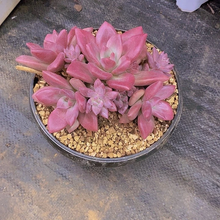素***素赫菲多肉植物群补差价