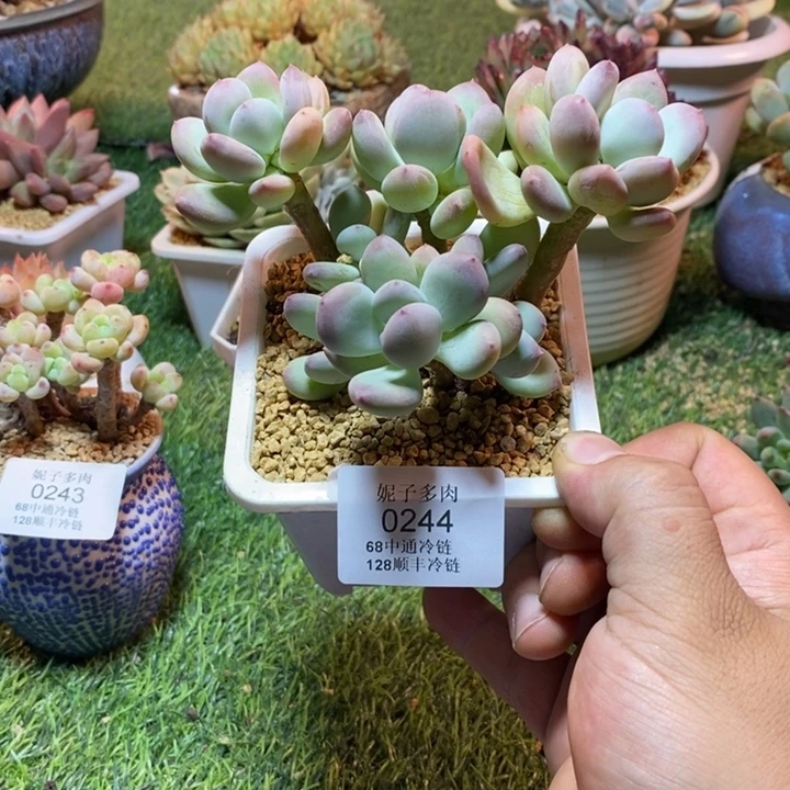 0244啊啊啊啊啊啊啊啊啊啊