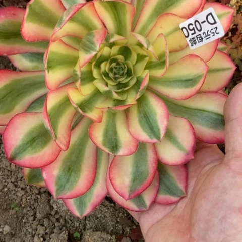 老*50爱丽丝满25包邮多肉