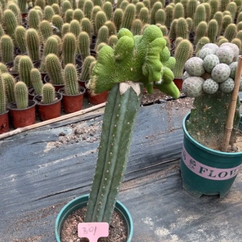 展***5青蛇缀化无售后301