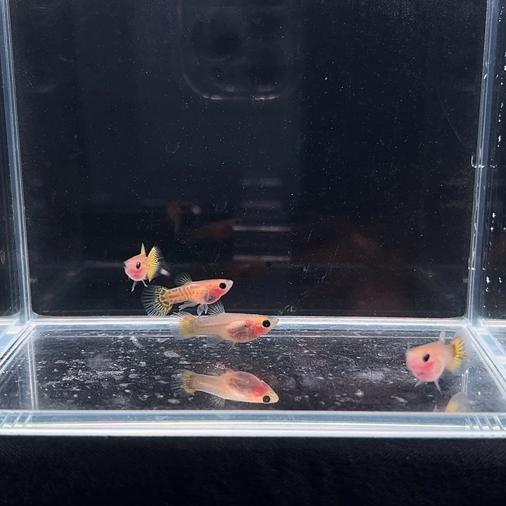 孔雀鱼蕾丝玻璃猫