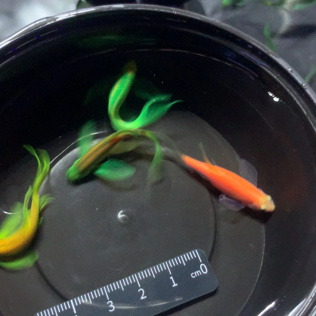 努***吧斑马鱼中大号蝶翼斑马混搭4只（3.5-4.5厘米）