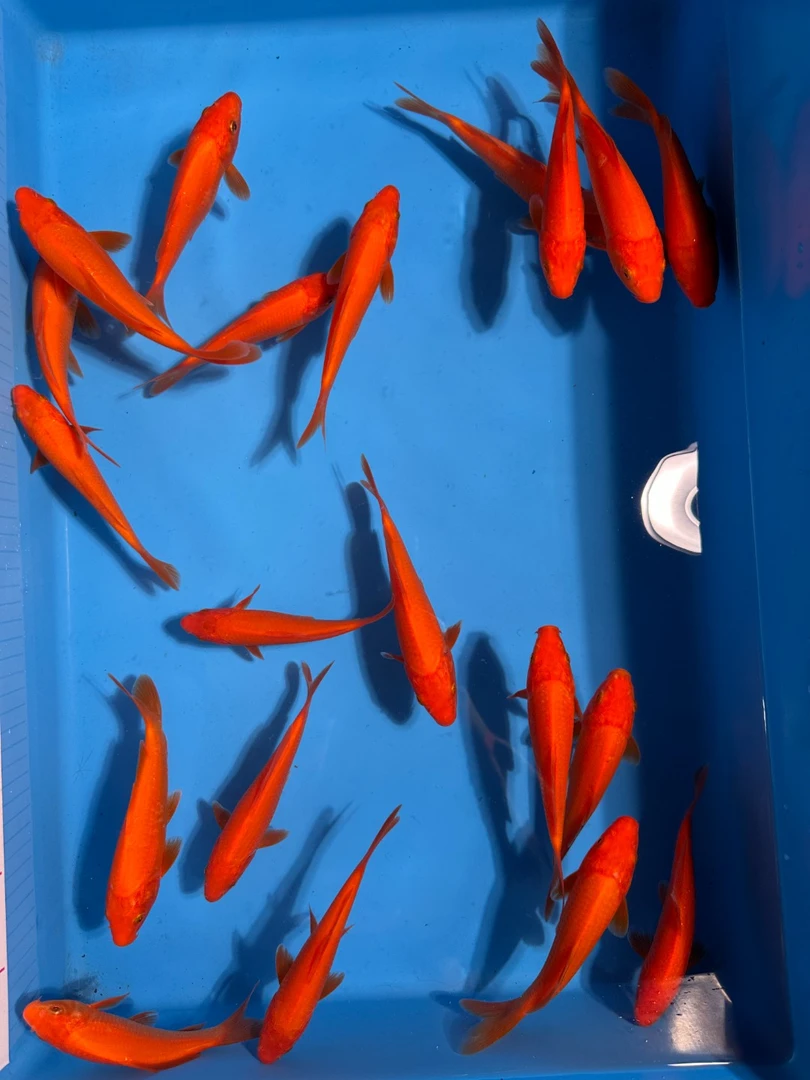 尾行火鲤小当岁纯进口锦鲤